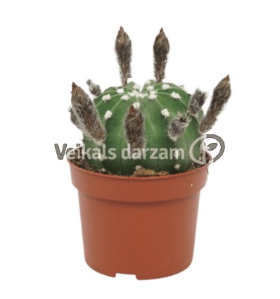 KAKTUSS (ECHINOPSIS OXYGONA) 10,5Ø15H