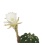 KAKTUSS (ECHINOPSIS OXYGONA) 10,5Ø15H