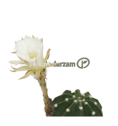 KAKTUSS (ECHINOPSIS OXYGONA) 10,5Ø15H