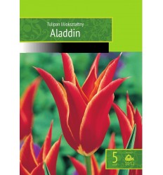 TULPES ALLADIN