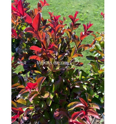 LAGERSTROEMIA INDICA BERRY DAZZLE PA