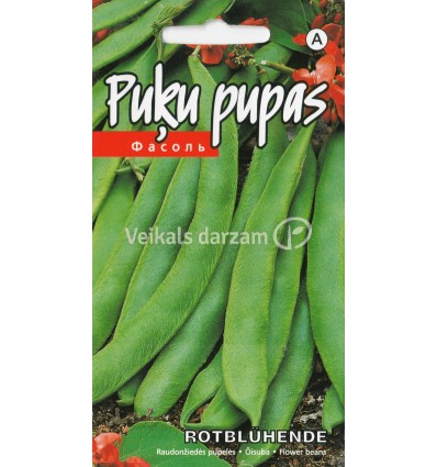 PUĶU PUPAS ROTBLUHENDE