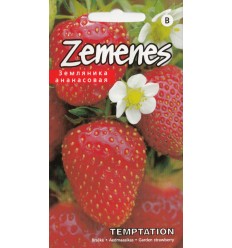 ZEMENES TEMPTATION