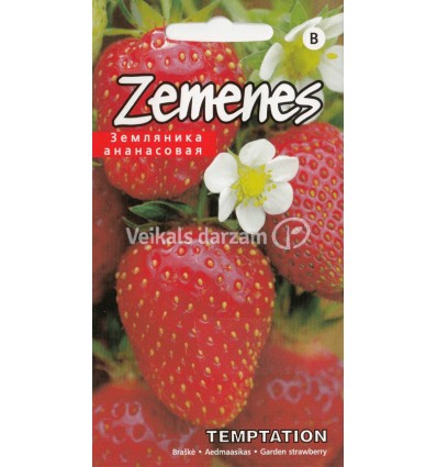 ZEMENES TEMPTATION