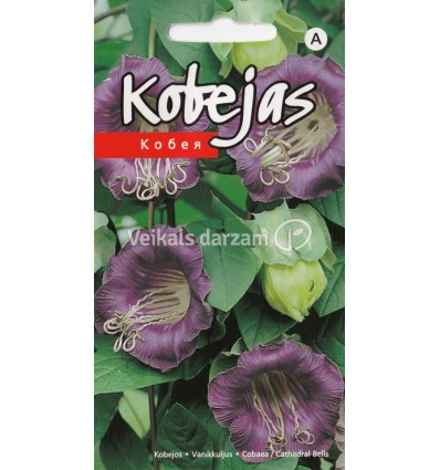 KOBEJAS VIOLETAS