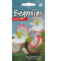 BEGONIJAS LUCHENEC F1