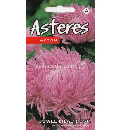 ASTERES JUWEL LILAC ROSE