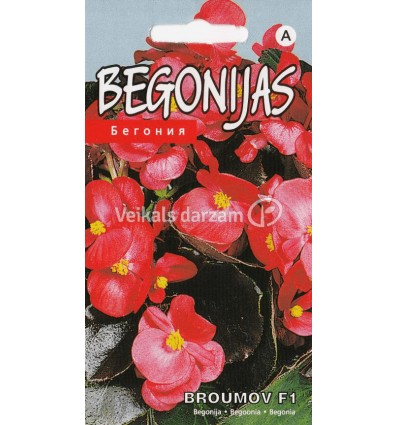 BEGONIJAS BOUMOV F1