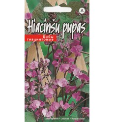 HIACINŠU PUPAS