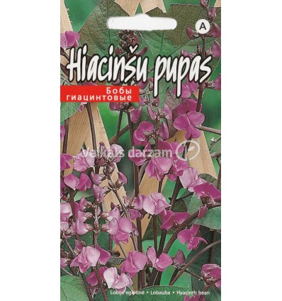 HIACINŠU PUPAS