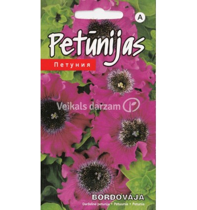 PETŪNIJAS BORDOVAJA