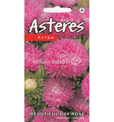 ASTERES BEAUTIFUL DAY ROSE