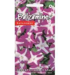 BALZAMĪNES ACCENT F1 VIOLET STAR