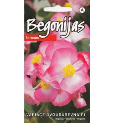 BEGONIJAS VARIACE DVOBAREVNA F1