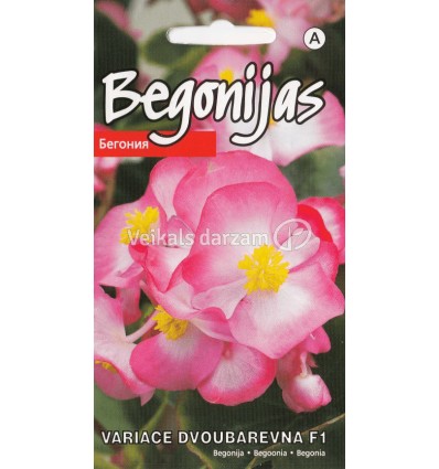 BEGONIJAS VARIACE DVOBAREVNA F1