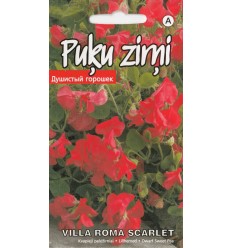 PUĶU ZIRŅI VILLA ROMA SCARLET