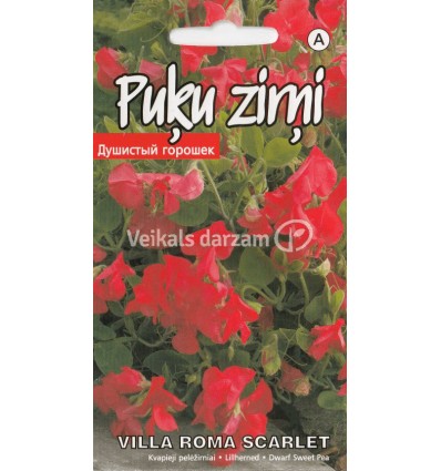 PUĶU ZIRŅI VILLA ROMA SCARLET