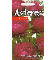 ASTERES SYRINGA PURPLE