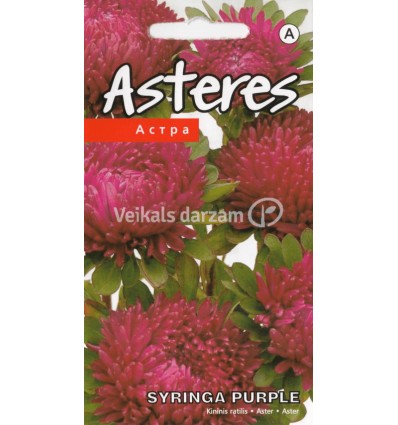 ASTERES SYRINGA PURPLE