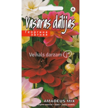 DĀLIJAS AMADEUS