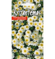 KRIZANTĒMAS WHITE STARS