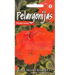 PELARGONIJAS BLACK VELVET SCARLET F1