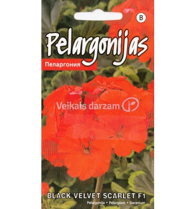 PELARGONIJAS BLACK VELVET SCARLET F1