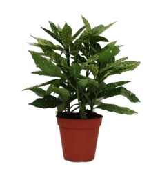 JAPĀŅU AUKUBA (AUCUBA)VARIEGATA 13Ø25H