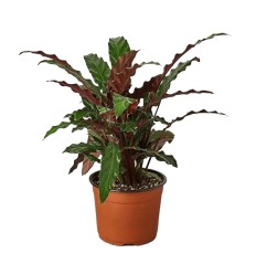 KALATEJA (CALATHEA RUFIBARBA) 12Ø40H