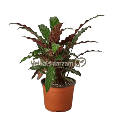 KALATEJA (CALATHEA RUFIBARBA) 12Ø40H