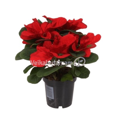 PUANSĒTIJA (POINSETTIA) MOUSE 10,5Ø25H