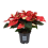 PUANSĒTIJA (POINSETTIA) NEW GLITTER 10,5Ø25H