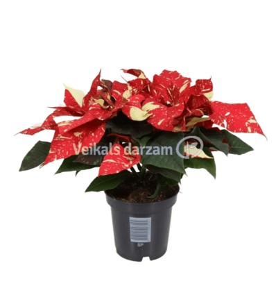 PUANSĒTIJA (POINSETTIA) NEW GLITTER 10,5Ø25H