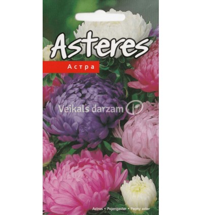 ASTERES PEONIJU