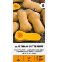 MUSKATA ĶIRBJI WALTHAM BUTTERNUT