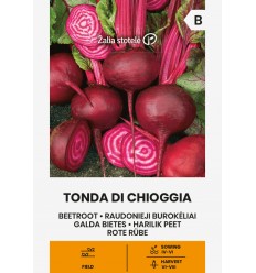 GALDA BIETES TONDA DI CHIOGGIA