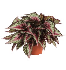 BEGONIJA (BEGONIA) COLOURS SALSA 12Ø25H