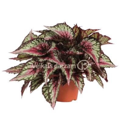 BEGONIJA (BEGONIA) COLOURS SALSA 12Ø25H