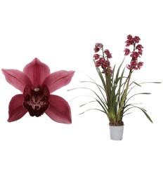 CIMBĪDIJA (CYMBIDIUM) JOLLY RED 12Ø50H ORHI