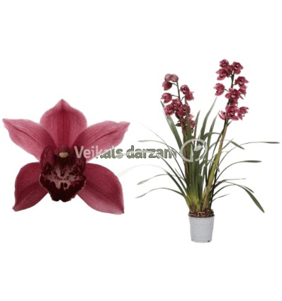 CIMBĪDIJA (CYMBIDIUM) JOLLY RED 12Ø50H ORHI