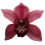 CIMBĪDIJA (CYMBIDIUM) JOLLY RED 12Ø50H ORHI