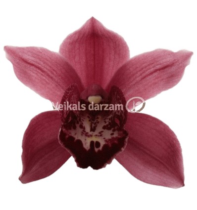 CIMBĪDIJA (CYMBIDIUM) JOLLY RED 12Ø50H ORHI