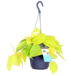 FILODENDRS (PHILODENDRON) YELLOW 15Ø40H