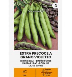 DĀRZA PUPAS EXTRA PRECOCE A GRANO VIOLETTO