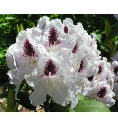 RODODENDRS CALSAP