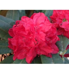 RODODENDRS RED IMPULSE