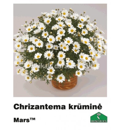 KRŪMU KRIZANTĒMA