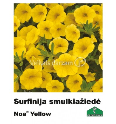 SURFĪNIJA SMALKZIEDE