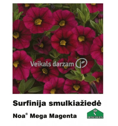 SURFĪNIJA SMALKZIEDE