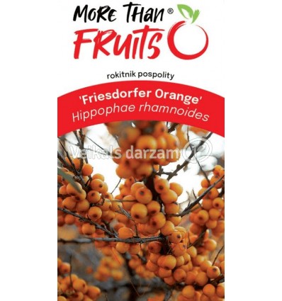 PABĒRZU SMILTSĒRKŠĶIS FRIESDORFER ORANGE SAV.